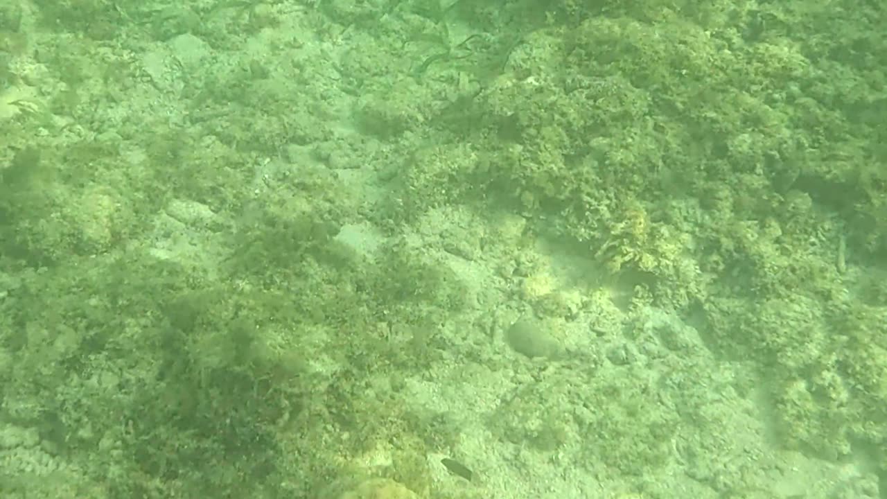 Snorkeling Through a Rejuvenating Coral Reef Oasis