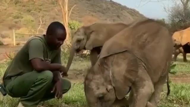 Baby elephant loves towards human beings