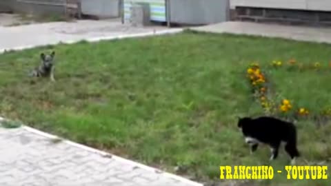 Dog vs Cat Duel