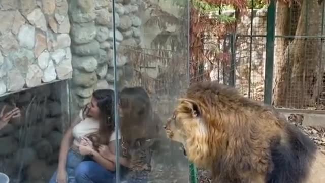 Lion attacks tourists