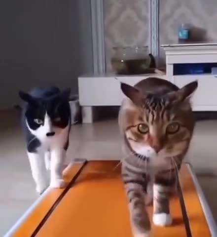 Even cats play sports