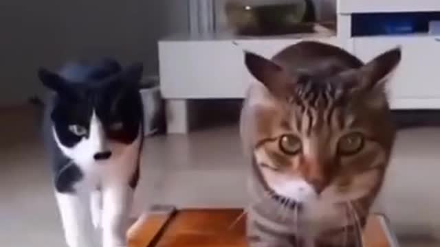 Even cats play sports