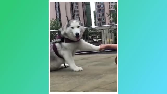 Funny dogs moments!!