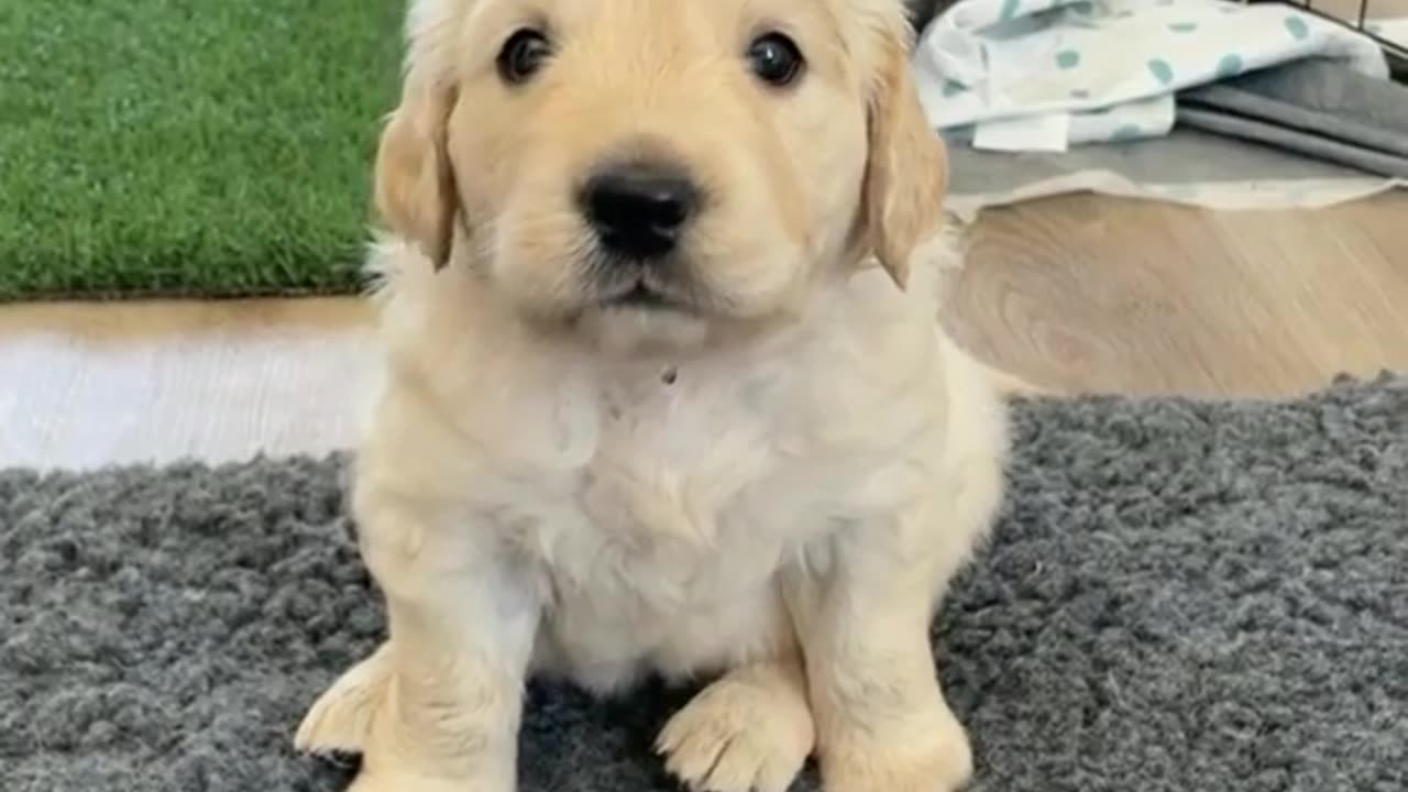 Barking Golden retriever puppy