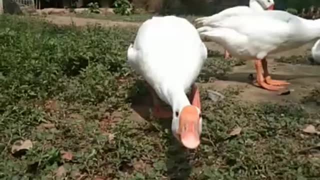 Cuyt Duck"White duck.