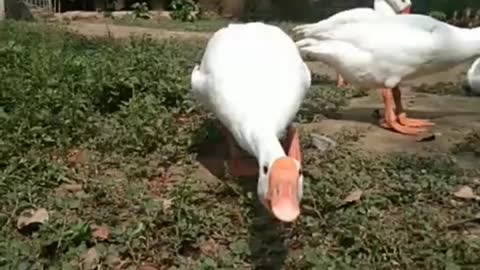 Cuyt Duck"White duck.