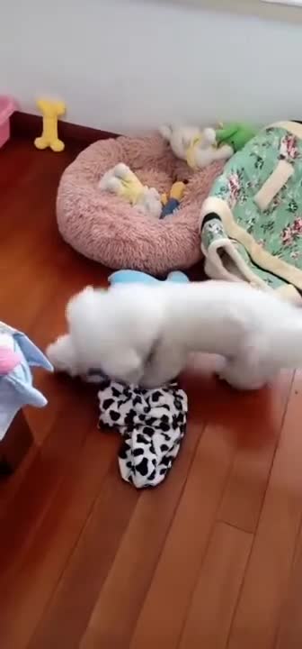 Funny and soooooooo Cute Pomeranian waaaw