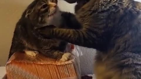 Funny Videos