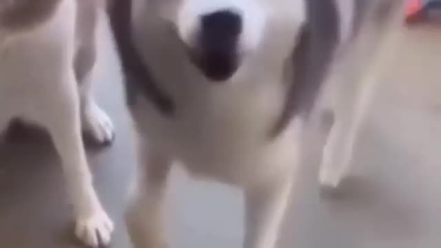 Funny Dog