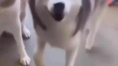 Funny Dog