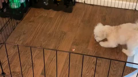 Puppy tries apple for the first time