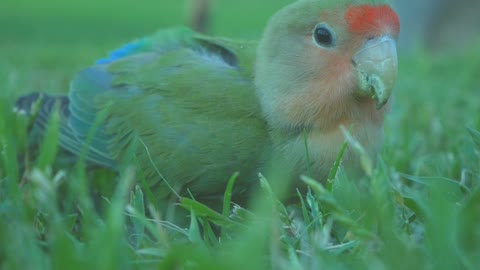 Feeding parrot