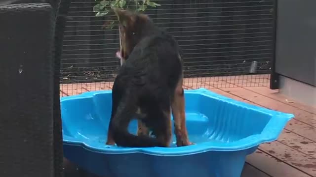 dog cooling off