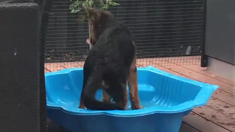 dog cooling off