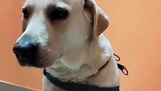 Dog 🐶 lover short video.