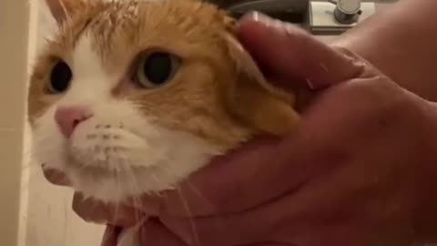 Cute cat 🐈😺 taking shower