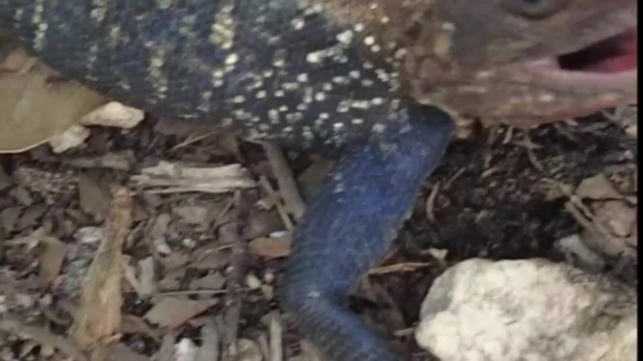 Lizard Hunting AT NIGHT!!!