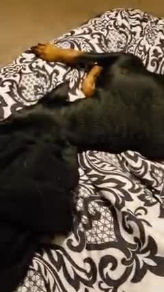 Chihuahua Getting A Massage