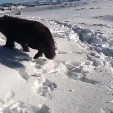 Girl thinks dog is making "snow puppy angels"