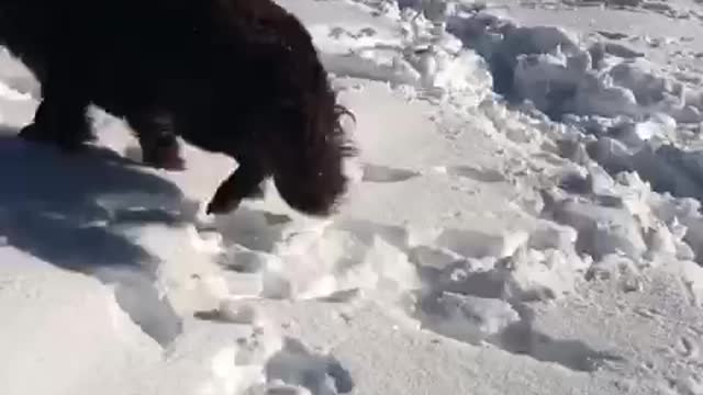 Girl thinks dog is making "snow puppy angels"