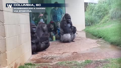 gorillas take shelter from the rain