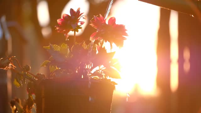 Flowers scene with sunrise