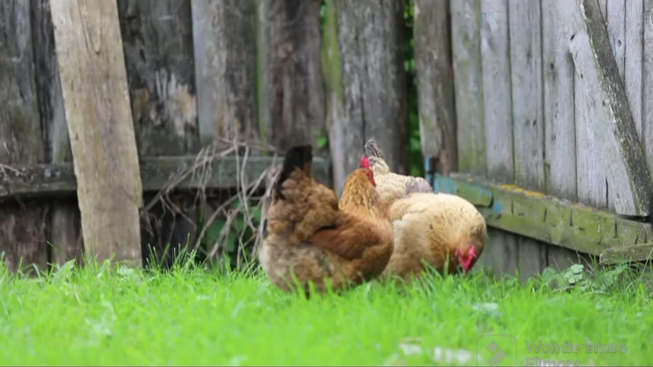 Animal enjoying video