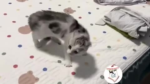 LOL, Crazy Funny Cats Moments Latest Funny Cats Shorts Videos Clips 😺😂😂 -EPS706