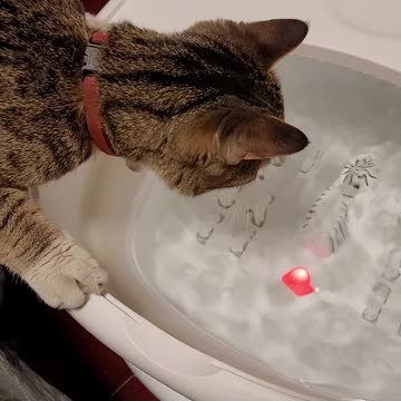 Cat decided to use spa bath