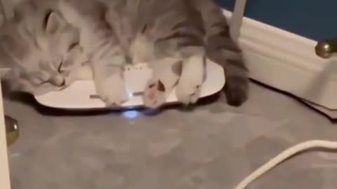 Cat sleeping on WiFi 😃😃