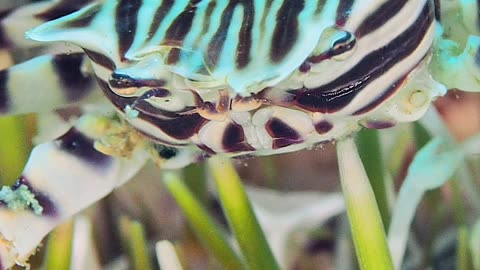 Zebra Crab Climbs Over Urchin