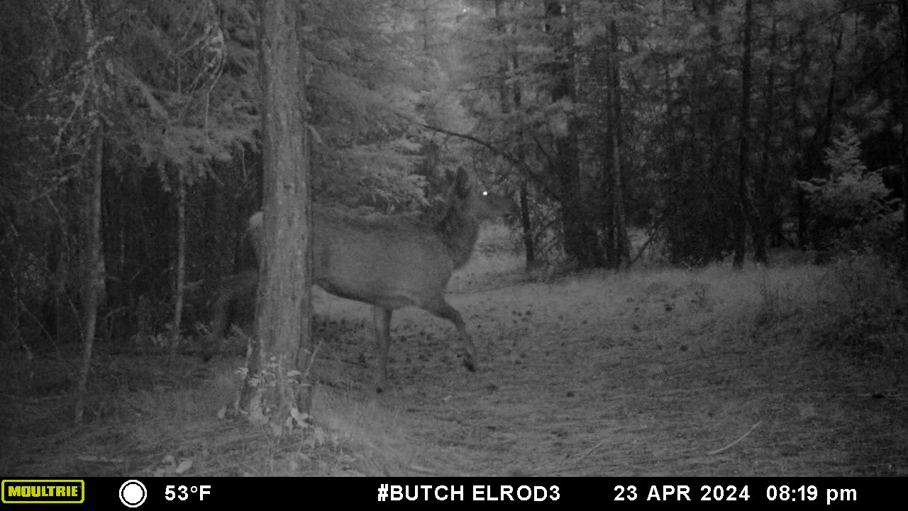 Elk Passing by.