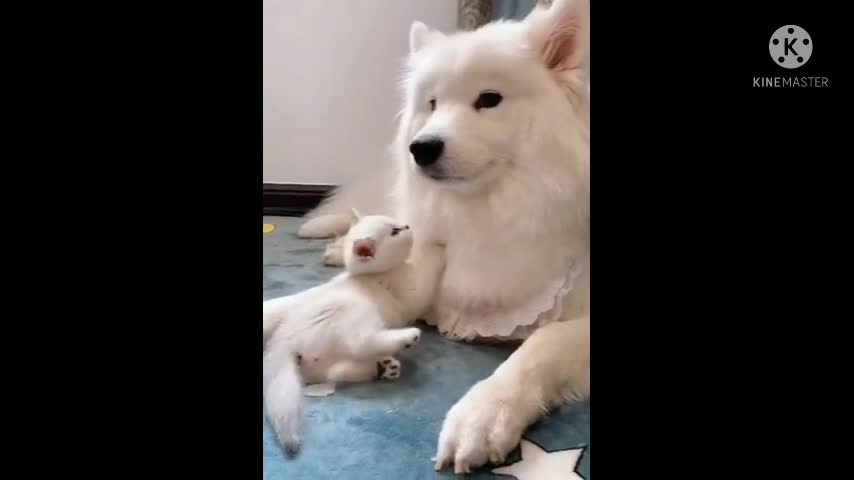 Cute dog