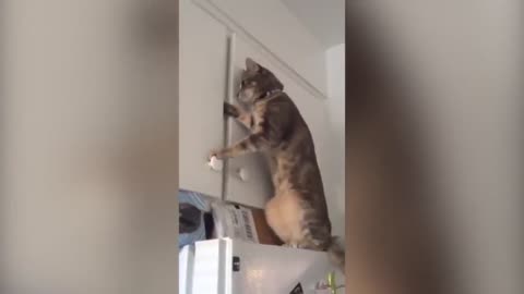 Cat opens the closet and hides in there! ✴