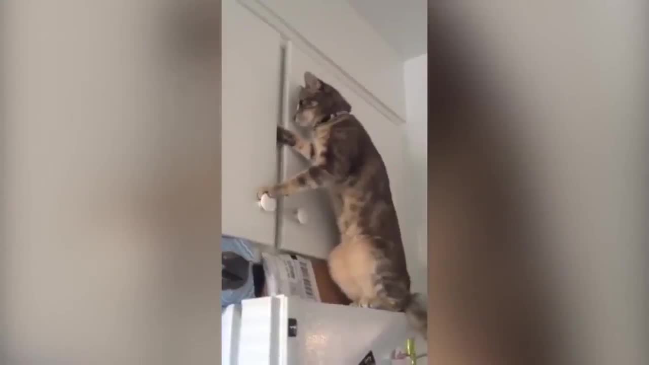 Cat opens the closet and hides in there! ✴