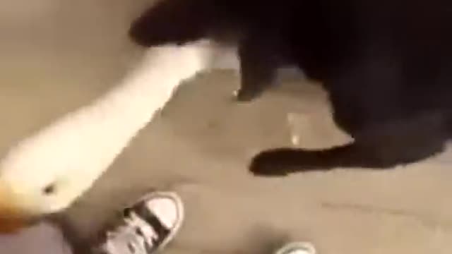 Run, I hold him!