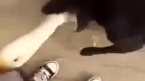 Run, I hold him!