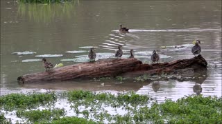 Duck Display