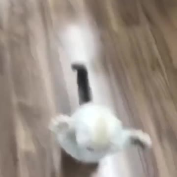 Cat lover 😁😁😁