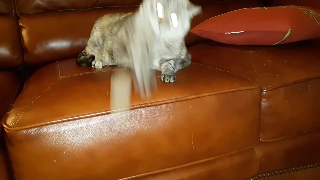 Floof Playing With Her Fluffy Ball