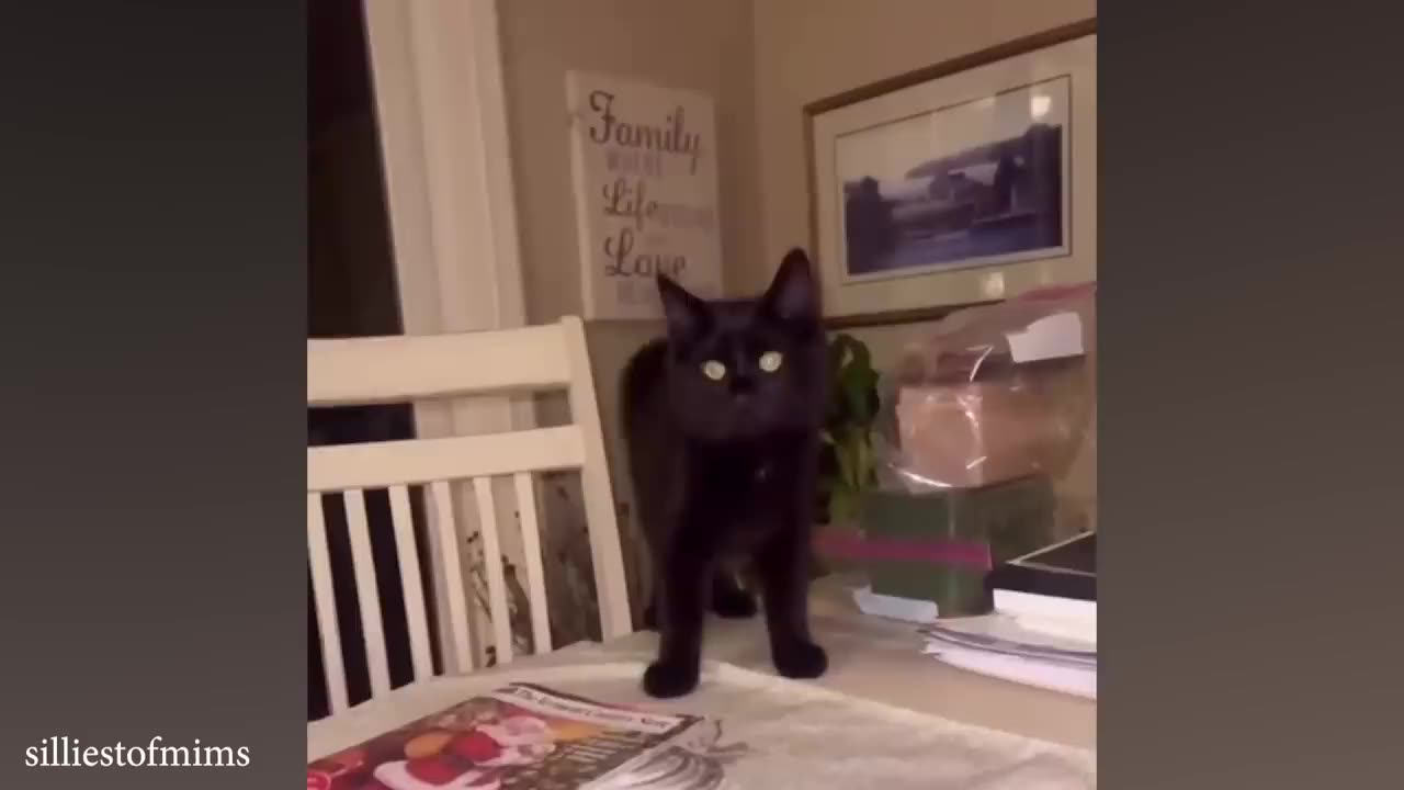 Funny cat video