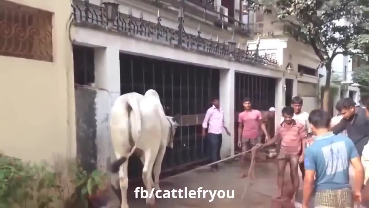 Funny animal attack on people funny