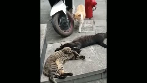 Cat funny videos 🤣😂🤣😂