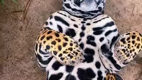 Cute Jaguar 😅