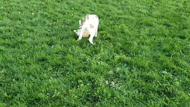 Playful Puppies at the dog park are the cutest thing ever!