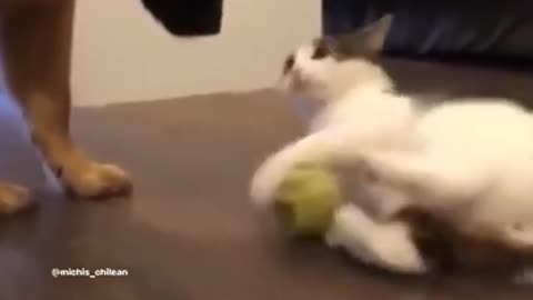 Funny dog and cat video