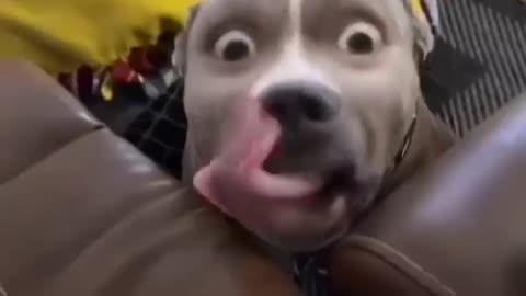 Funny dog videos