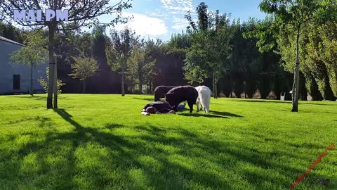 Loyal Dogs Reaction When Their Owner Playing Dead - Dog Protects Owner Compilation