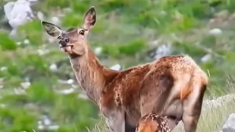 Deer baby amazing