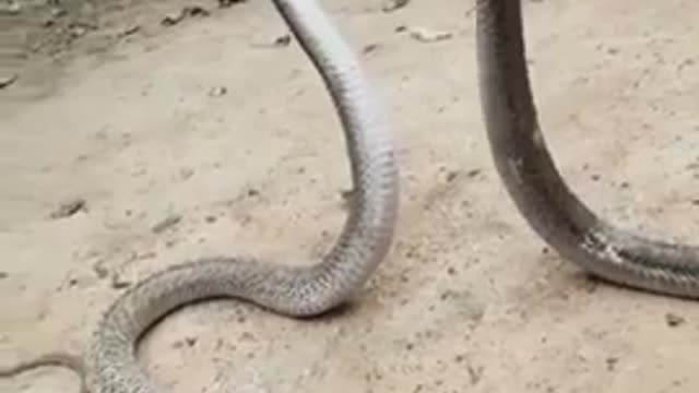 #cobra #snake #shorts #video